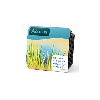 Moerings Acorus Pond Plant in a Basket (x2)