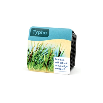 Moerings Typha Pond Plant in a Basket (x2)