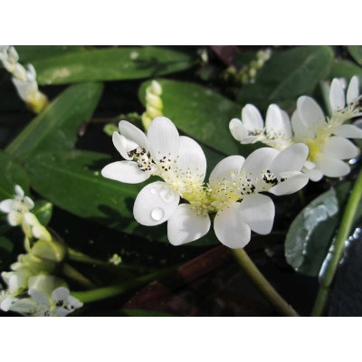 Anglo Aquatic 1L White 'Aponogeton Distachyos' (Water Hawthorn) Deep Water Plant (CURRENTLY UNAVAILABLE)