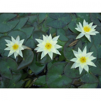 Anglo Aquatic Yellow 1L 'Pygmaea Helvola' Lily (CURRENTLY UNAVAILABLE)