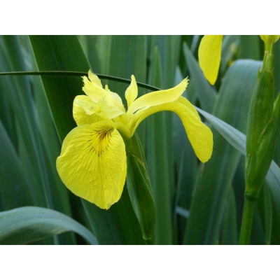 Anglo Aquatic 1L Yellow 'Iris Pseudacorus' (CURRENTLY UNAVAILABLE)