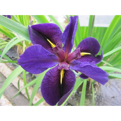 Anglo Aquatic 1L Purple Iris Louisiana 'Black Gamecock' (PLEASE ALLOW 2-9 WORKING DAYS FOR DELIVERY)