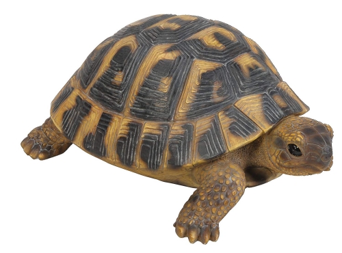 Vivid Arts Real Life Hermann Tortoise - Size B