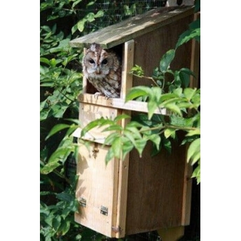 Tawny Owl Box