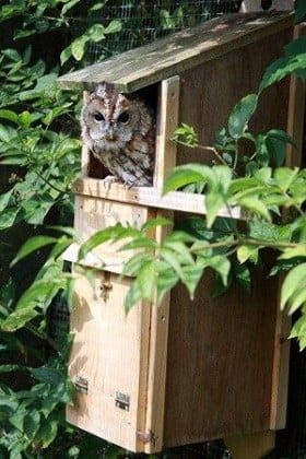 Tawny Owl Box