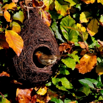 Wildlife World Giant Roost Pocket/Robin Nester