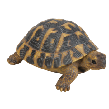 Vivid Arts Real Life Hermann Tortoise - Size F