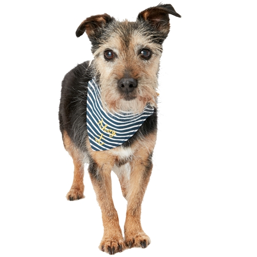 Joules Dog Nautical Durable Collar And Neckerchief Medium- 14-18', (35-48cm)