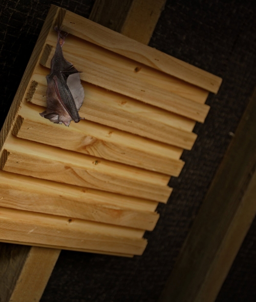 Wildlife World Simon King Bat Rack Roost