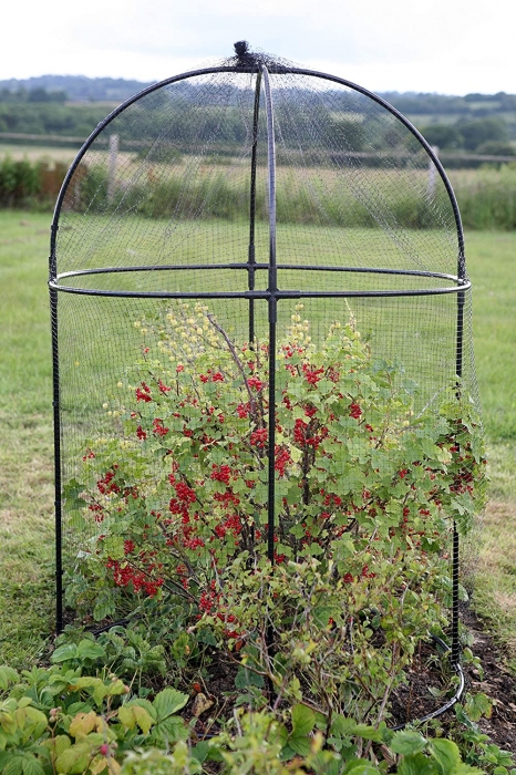 Haxnicks Steel Round Fruit Cage