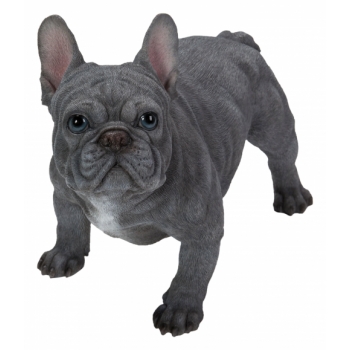 Vivid Arts Real Life Blue French Bulldog (Size A)