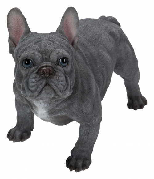 Vivid Arts Real Life Blue French Bulldog (Size A)