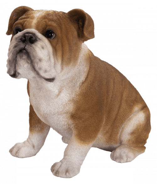 Vivid Arts Real Life Bulldog (Size D)