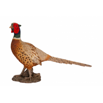 Vivid Arts Real Life Pheasant (Size D)