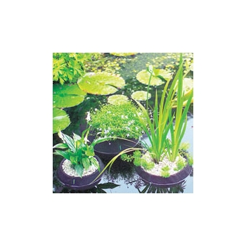 Laguna Floating Pond Planter (25cm)