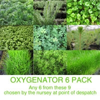 Anglo Aquatic Oxygenator Plants (6 x 9cm Pots, UNAVAILABLE UNTIL 2025)