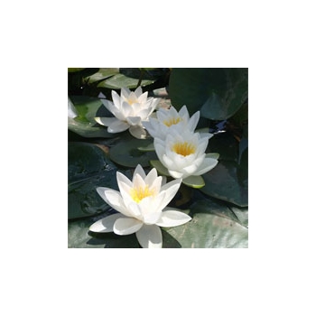 Anglo Aquatic 1L White 'Virginalis' Nymphaea Lily (PLEASE ALLOW 2-9 WORKING DAYS FOR DELIVERY)