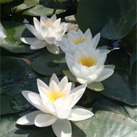 Anglo Aquatic 1L White 'Virginalis' Nymphaea Lily (PLEASE ALLOW 2-9 WORKING DAYS FOR DELIVERY)