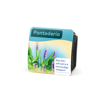 Moerings Pontederia Pond Plant in a Basket (x2)