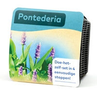 Moerings Pontederia Pond Plant in a Basket (x2)