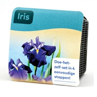 Moerings Iris Pond Plant in a Basket (Purple, x2)