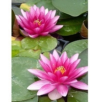 Anglo Aquatic 3L Red 'Charles De Meurville' Nymphaea Lily (PLEASE ALLOW 2-9 WORKING DAYS FOR DELIVERY)