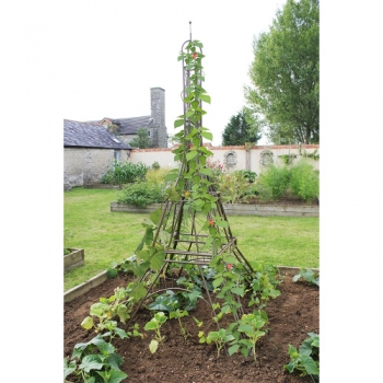 Haxnicks Eiffel Tower Plant Frame