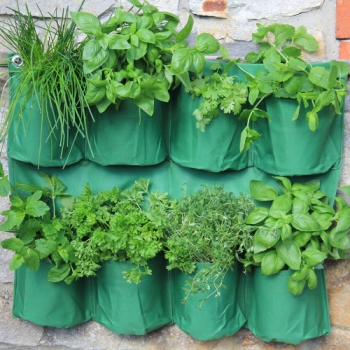 Haxnicks Herb Wall Garden