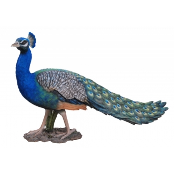 Vivid Arts Real Life Peacock - Size B