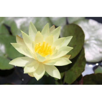 Anglo Aquatic 1L Yellow 'Odorata Sulphurea' Nymphaea Lily (CURRENTLY UNAVAILABLE)