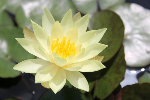 Anglo Aquatic 1L Yellow 'Odorata Sulphurea' Nymphaea Lily (CURRENTLY UNAVAILABLE)