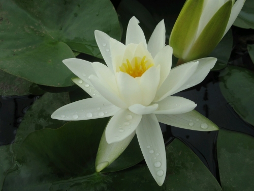 Anglo Aquatic 1L White 'Alba' Nymphaea Lily (PLEASE ALLOW 2-9 WORKING DAYS FOR DELIVERY)