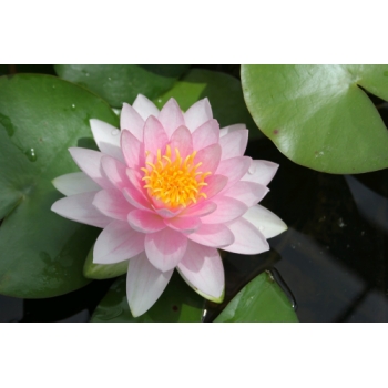 Anglo Aquatic 1L Pink 'Darwin (Hollandia)' Nymphaea Lily (PLEASE ALLOW 2-9 WORKING DAYS FOR DELIVERY)