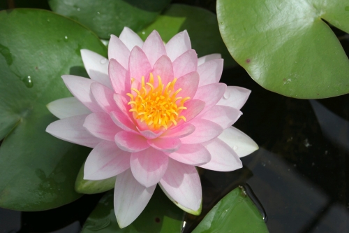 Anglo Aquatic 1L Pink 'Darwin (Hollandia)' Nymphaea Lily (PLEASE ALLOW 2-9 WORKING DAYS FOR DELIVERY)