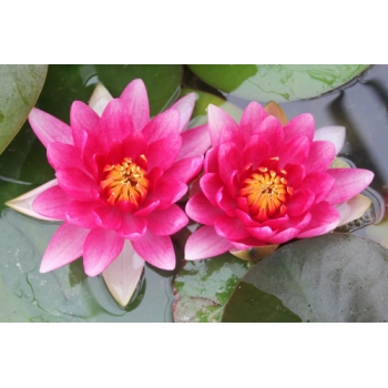 Anglo Aquatic 1L Red 'Attraction' Nymphaea Lily (PLEASE ALLOW 2-9 WORKING DAYS FOR DELIVERY)