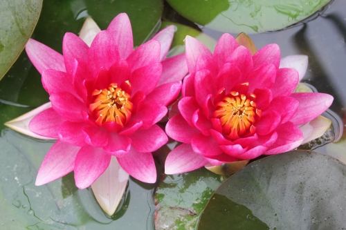 Anglo Aquatic 1L Red 'Attraction' Nymphaea Lily (PLEASE ALLOW 2-9 WORKING DAYS FOR DELIVERY)