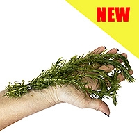 Elodea Densa Pond Oxygenating Plant Bunch (1 Bunch, 5 Stems)